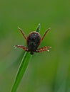 Tick waiting for its prey