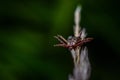 Tick waiting for a prey Royalty Free Stock Photo