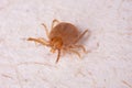 Tick in white background Royalty Free Stock Photo