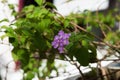 Tickberry flower blooming in the garden Royalty Free Stock Photo