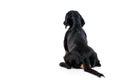 Tickel puppy dog with black fur looking ahead Royalty Free Stock Photo