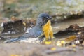 Tickell's blue flycatcher bird Royalty Free Stock Photo