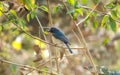 Tickell`s blue flycatcher bird in a forest near Indore, India