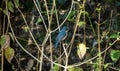 Tickell`s blue flycatcher bird in a forest near Indore, India