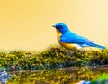 Tickell's Blue flycatcher bird
