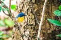 A Tickell`s Blue Flycatcher Cyornis tickellae sits perched on