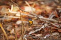 Tickell`s Blue Flycatcher, Cyornis tickelliae, Panna Tiger Reserve