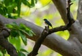 Tickell\'s blue flycatcher Cyornis tickelliae perching under the shaddy tree
