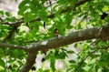 Tickell\'s blue flycatcher Cyornis tickelliae perching under the shaddy tree