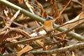 Tickell`s blue flycatcher from Indian Forest