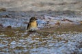 Tickell`s Blue Flycatcher Cyornis tickelliae Swimming