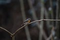 Tickell Ã¢â¬Ës Blue Flycatcher