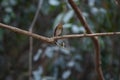 Tickell Ã¢â¬Ës Blue Flycatcher