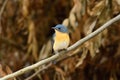 Tickell`s blue flycatcher from Indian Forest