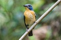 Tickell`s blue flycatcher Sri Lanka