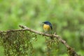 Tickell`s blue flycatcher on tree, Cyornis tickelliae,