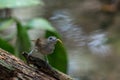 Tickell`s brown-flycatcher Cyornis tickelliae Juvenile,perching