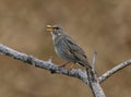 Tickell`s thrush