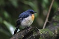 Tickells blue flycatcher, Cyornis tickelliae, Kolhapur