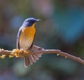 Tickells Blue Flycatcher perched on a branch