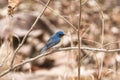 Tickells blue flycatcher sitting on the branch of a tree at Tipeshwar Wildlife Sanctuary.