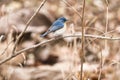 Tickells blue flycatcher sitting on the branch of a tree at Tipeshwar Wildlife Sanctuary.