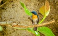 Small blue and orange bird with green leaves (Tickells blue flycatcher)