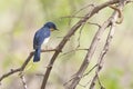 Tickells Blue Flycatcher