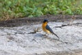 Tickles blue fly catcher on ground Royalty Free Stock Photo