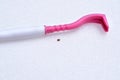 Lyme tick shown with tick remover tool