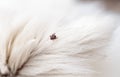 Ticks are dangerous parasites, the problem of dog owners in the warm season.