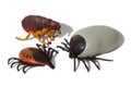 Ticks and fleas Royalty Free Stock Photo