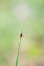 Ticks hung on blade of grass Royalty Free Stock Photo