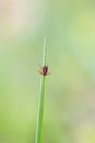 Ticks hung on blade of grass Royalty Free Stock Photo