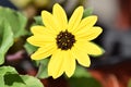 Tickseed or Coreopsis flower bloom Royalty Free Stock Photo