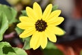 Tickseed or Coreopsis flower bloom