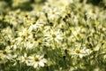 Tickseed or Coreopsis verticillata or Moonbeam with bright yello Royalty Free Stock Photo