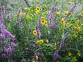 Yellow Tickseed and Purple Loosestrife wildflowers in NYS Royalty Free Stock Photo