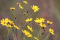 Tickseed Sunflower, Bidens aristosa