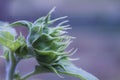 Tickseed wild flowers with selective focus Royalty Free Stock Photo