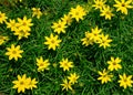 Tickweed, a type of Coreopsis, blooms in the summer sun Royalty Free Stock Photo