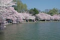 Tidal Basin in Full Bloom - Washingon, DC Royalty Free Stock Photo