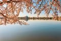 Tidal Basin and Jefferson Memorial during National Cherry Blossom Festival.Washington.DC.USA Royalty Free Stock Photo