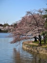 Tidal Basin Walk Path and Cherry Blossoms 2