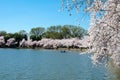 Tidal Basin in Washington DC with a paddleboat and Cherry Blossoms