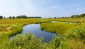 Tidal creek flowing through a salt marsh