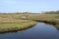 Tidal Marsh