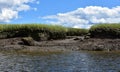 Tidal Marsh with a Tidal River and Grasslands