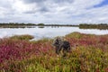 Tidal marsh at South Australia