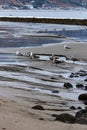 Tidal pool edges along shoreline with seagulls Royalty Free Stock Photo